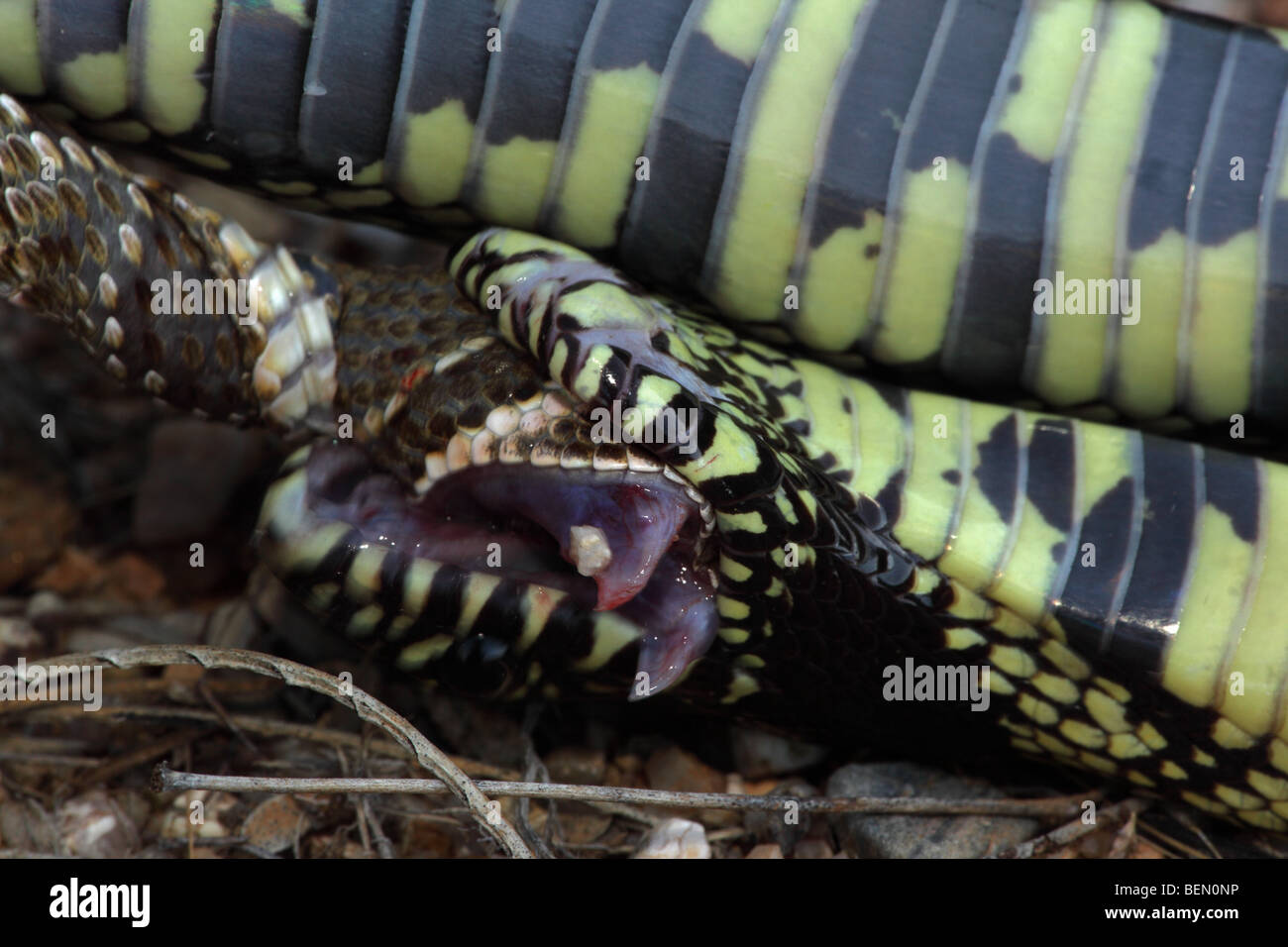 Image showcasing King snake eat snake hi-res stock photography and images - Alamy