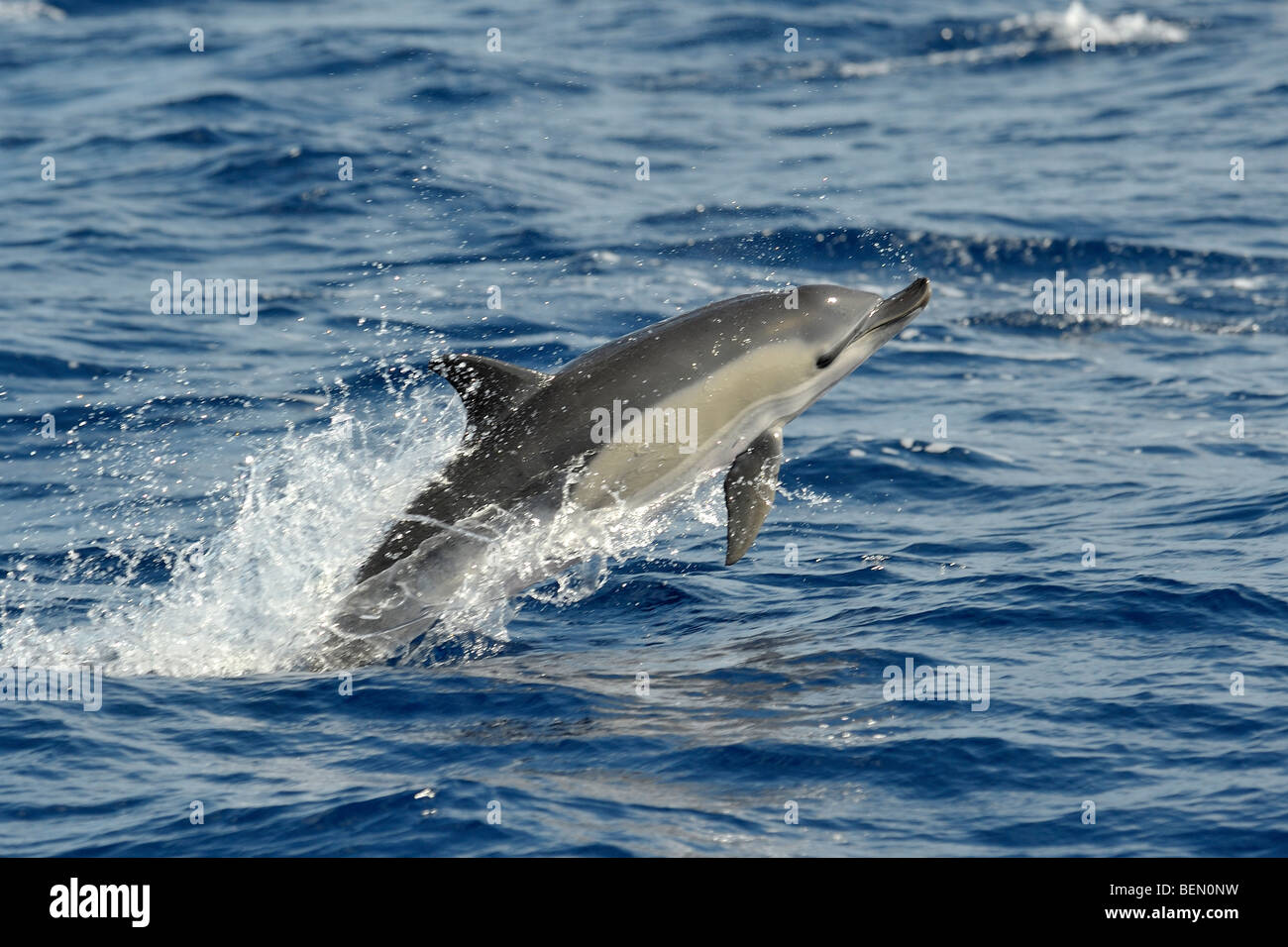 Short-beaked Common Dolphin, Delphinus delphis, with deformed upper jaw, breaching, Atlantic Ocean. Stock Photo