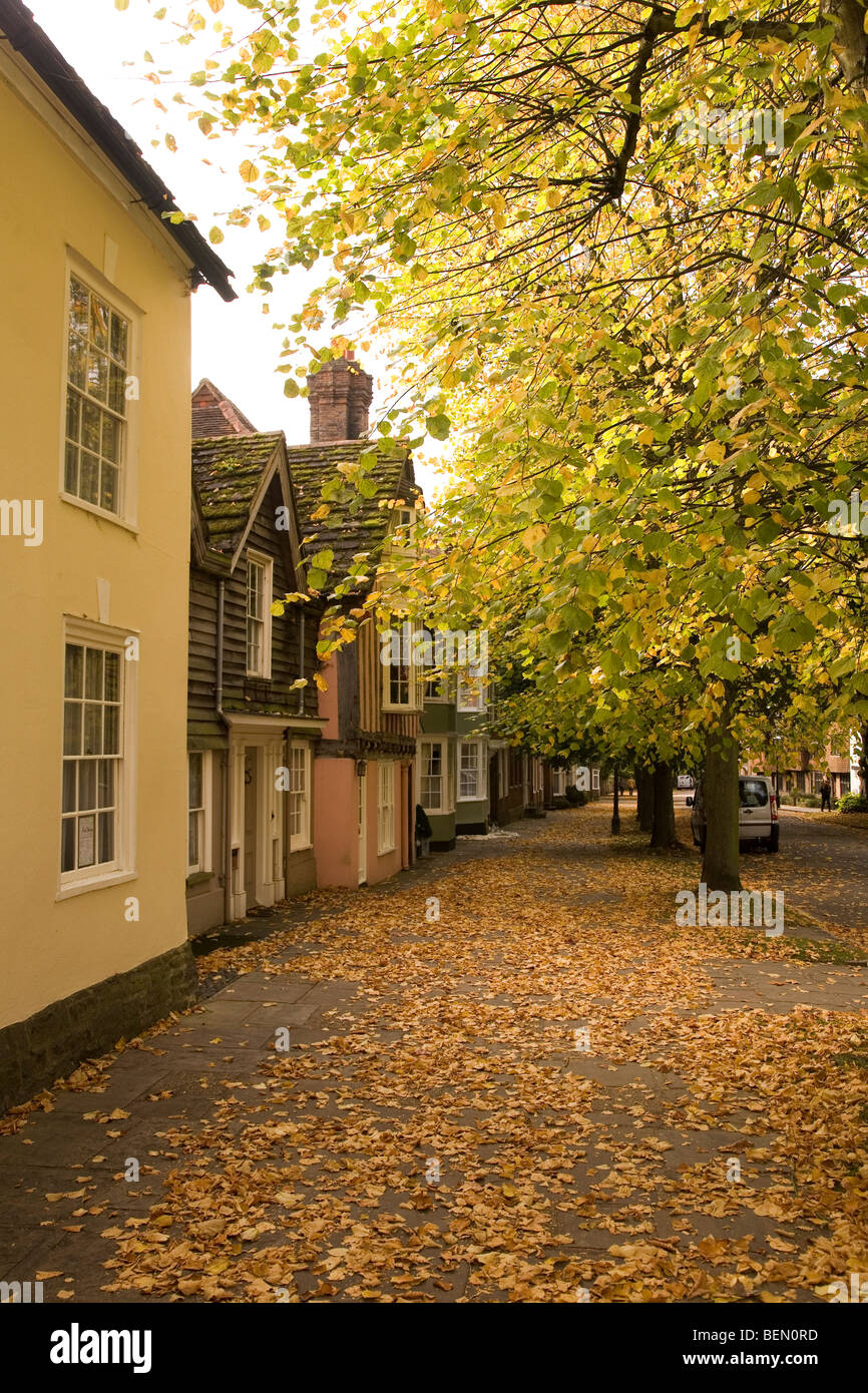 Golden leaves fall from trees during autumn in the town of Horsham in Sussex, England. Stock Photo