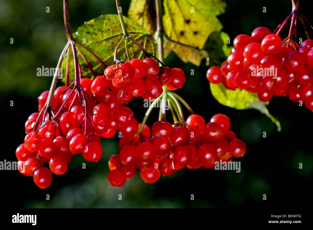 Guelder Rose / Water Elder / Cramp Bark / Snowbell Tree (Viburnum