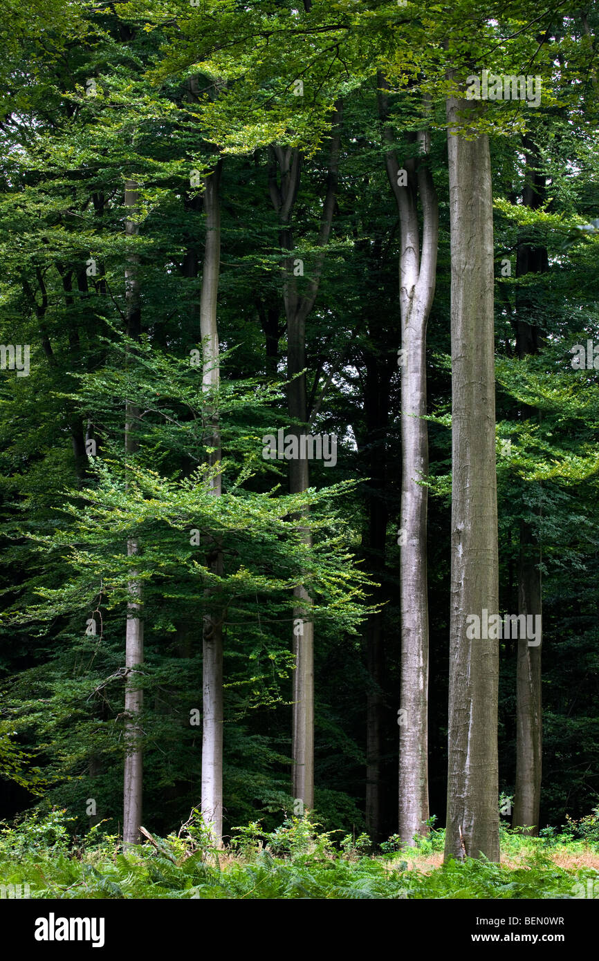 Beech trees (Fagus sylvatica) in the Sonian Forest, Brussels, Belgium Stock Photo