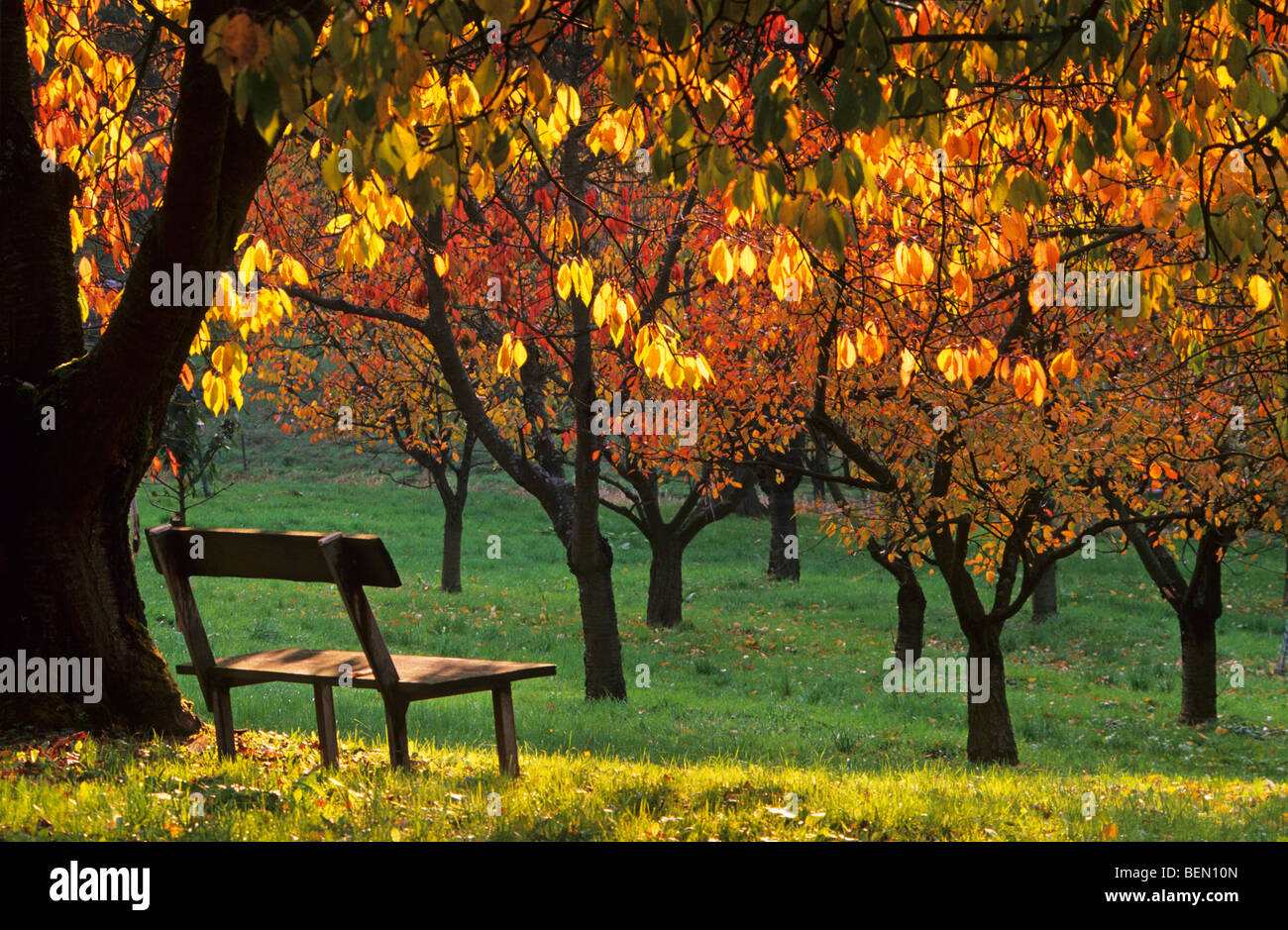 Bench and Sweet cherry tree (Prunus avium) orchard in autumn, Belgium Stock Photo