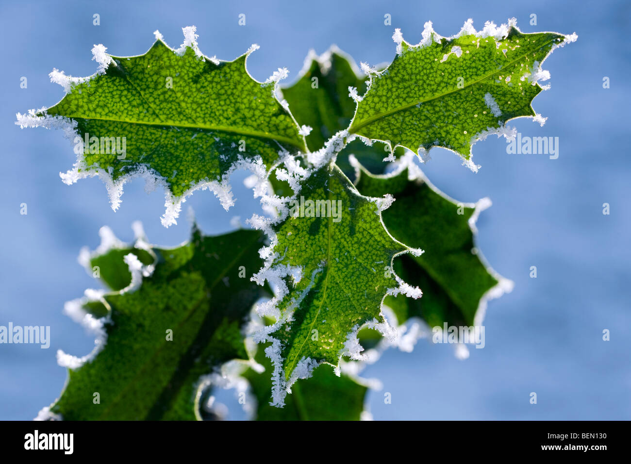 Holly leaves (Ilex aquifolium) covered in hoar frost in winter, Belgium Stock Photo
