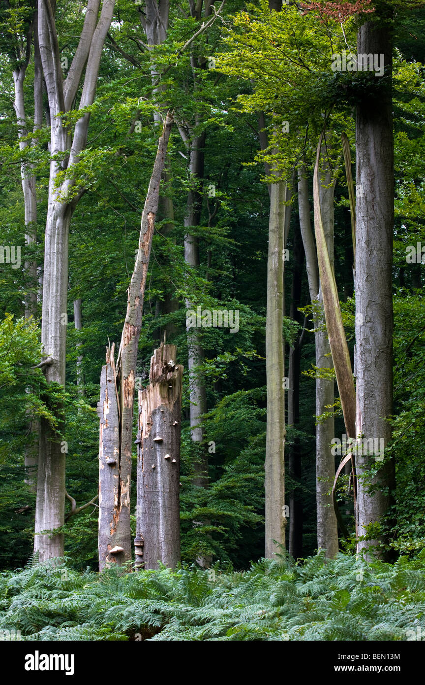 Beech trees (Fagus sylvatica) and broken tree in the Sonian Forest, Brussels, Belgium Stock Photo