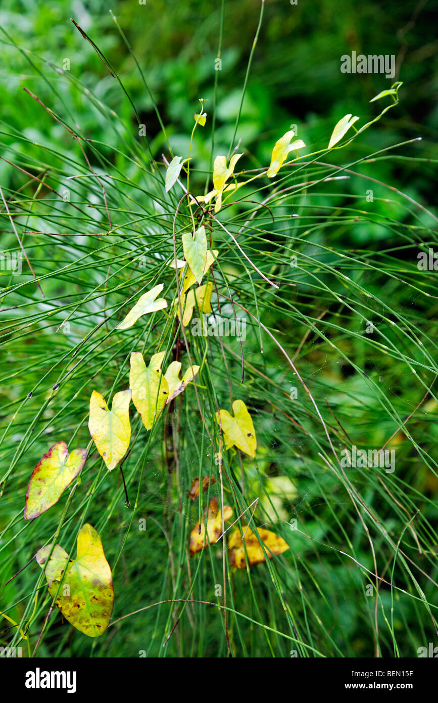 Common horsetail (Equisetum arvense) with hedge bindweed (Calystegia sepium) Stock Photo