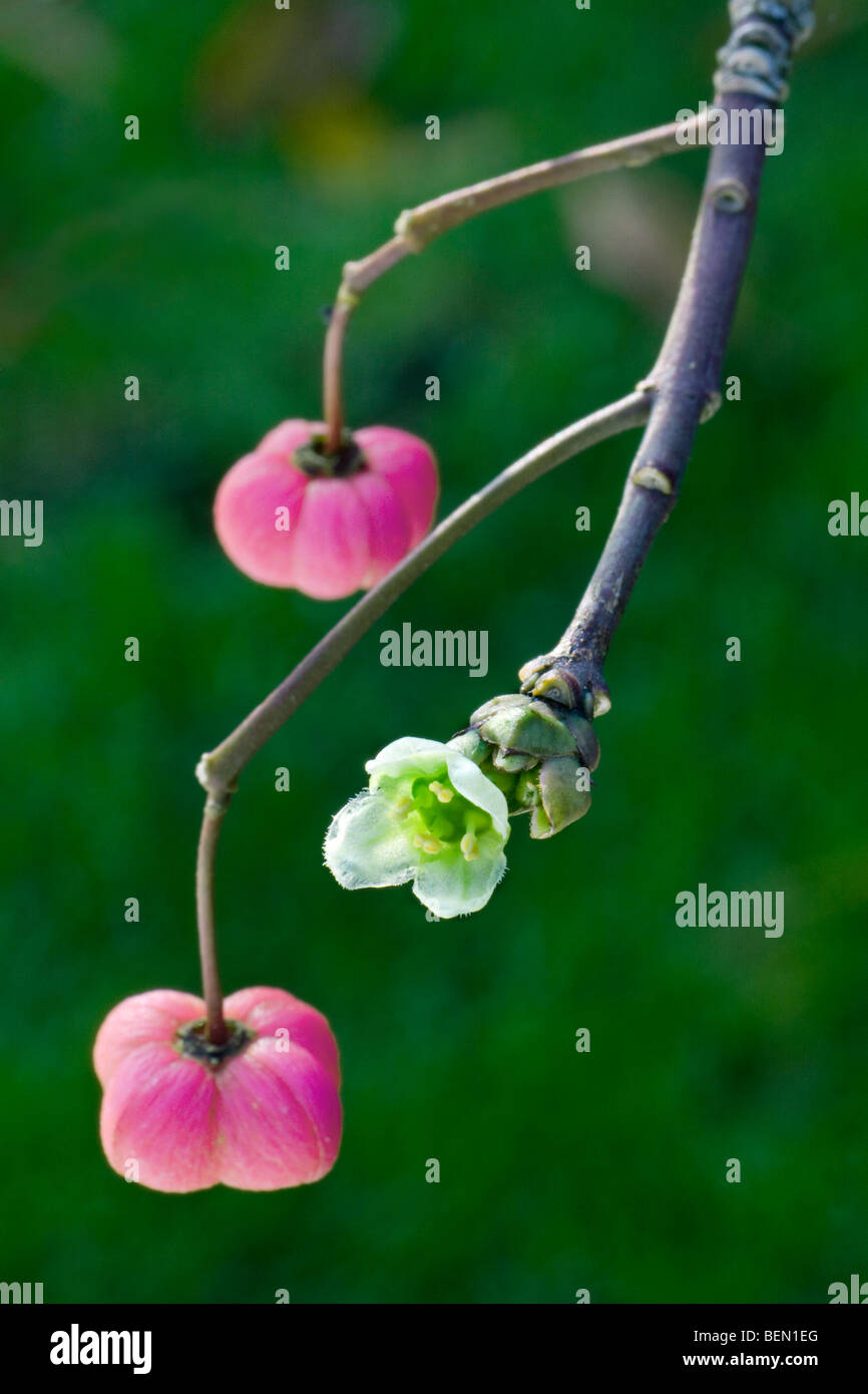 European spindle tree in flower (Euonymus europaeus) Stock Photo