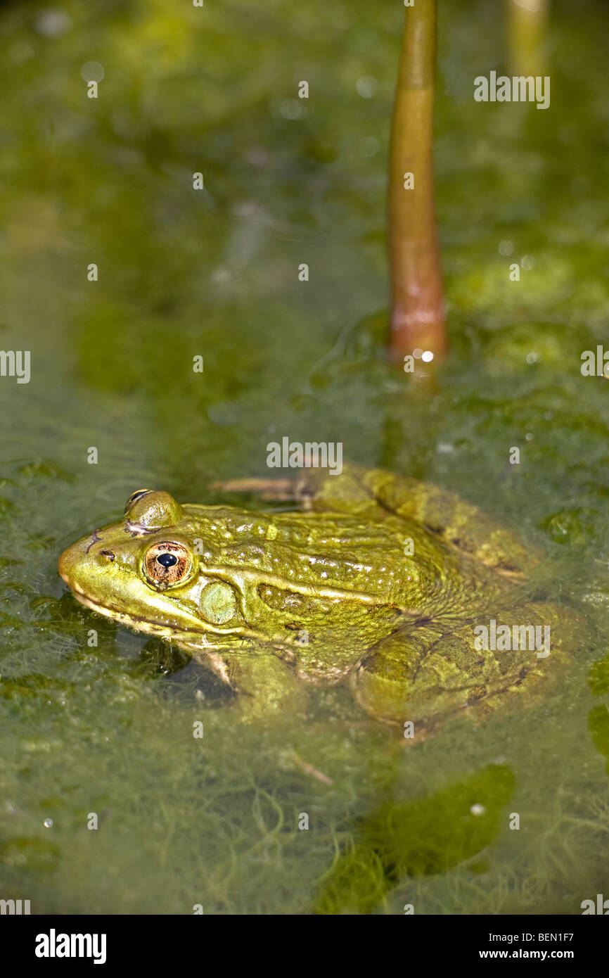 Chiricahua Leopard Frog (Rana chiricahuensis) - Arizona - USA - In water Stock Photo