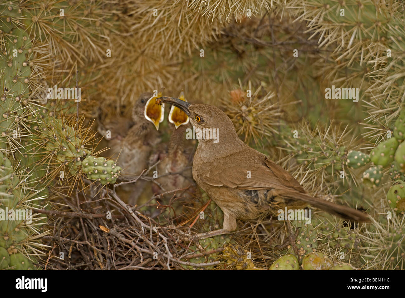 Southwest curve bill curve billed curved bill southwestern thrasher