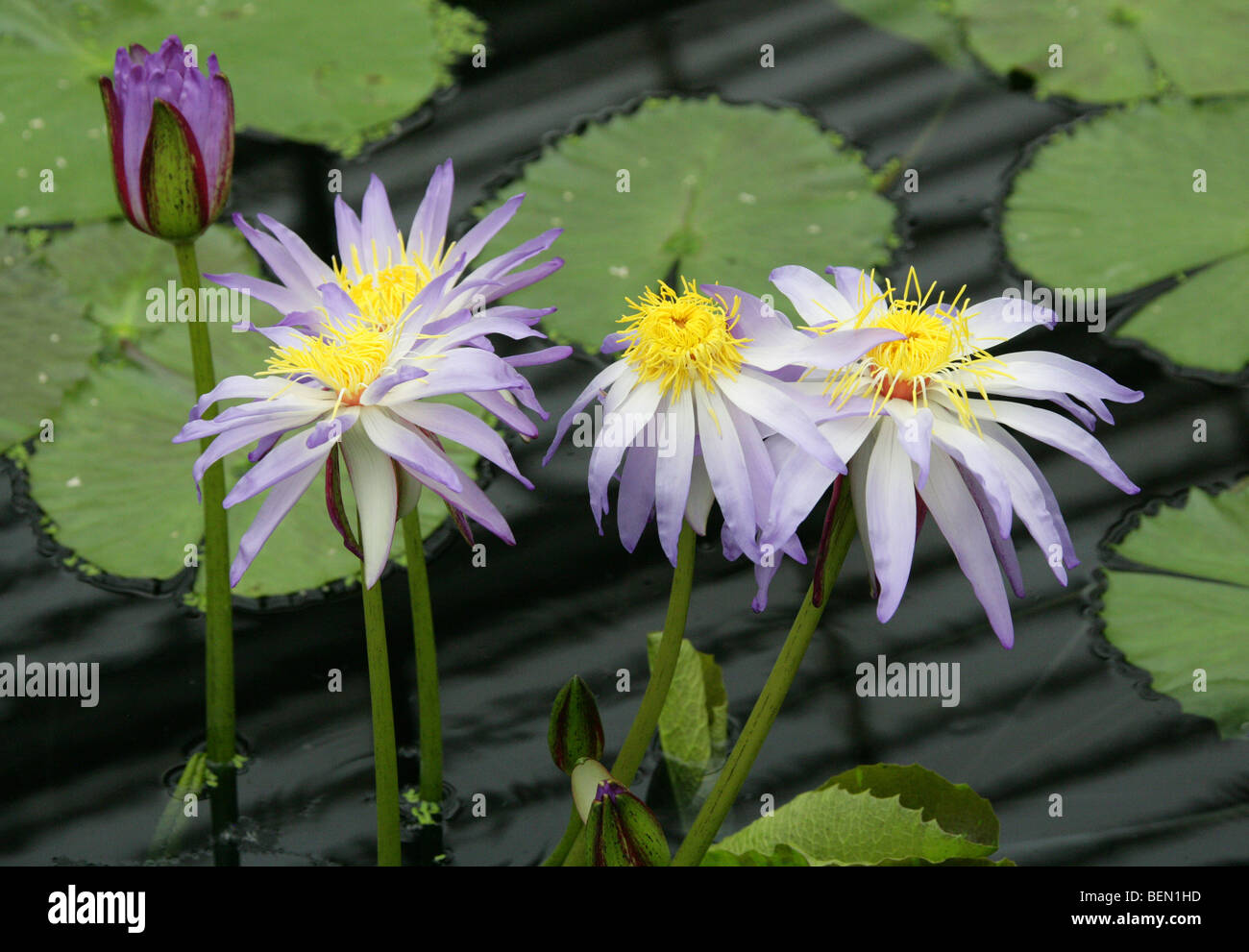 Water Lily, Nymphaea 'Kew's Perfect Stranger', Nymphaeaceae Stock Photo