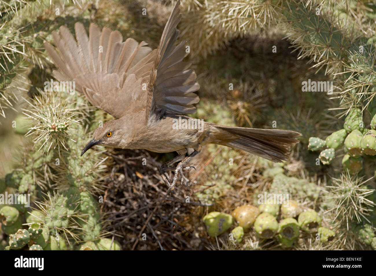 Southwest curve bill curve billed curved bill southwestern thrasher