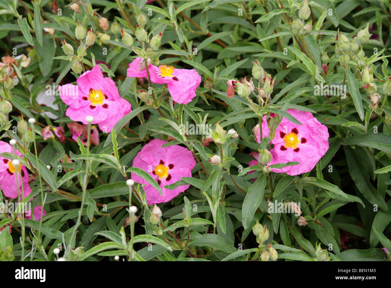 Purple Cistus, Orchid Rockrose, Cistus purpureus, Cistaceae, Europe Stock Photo