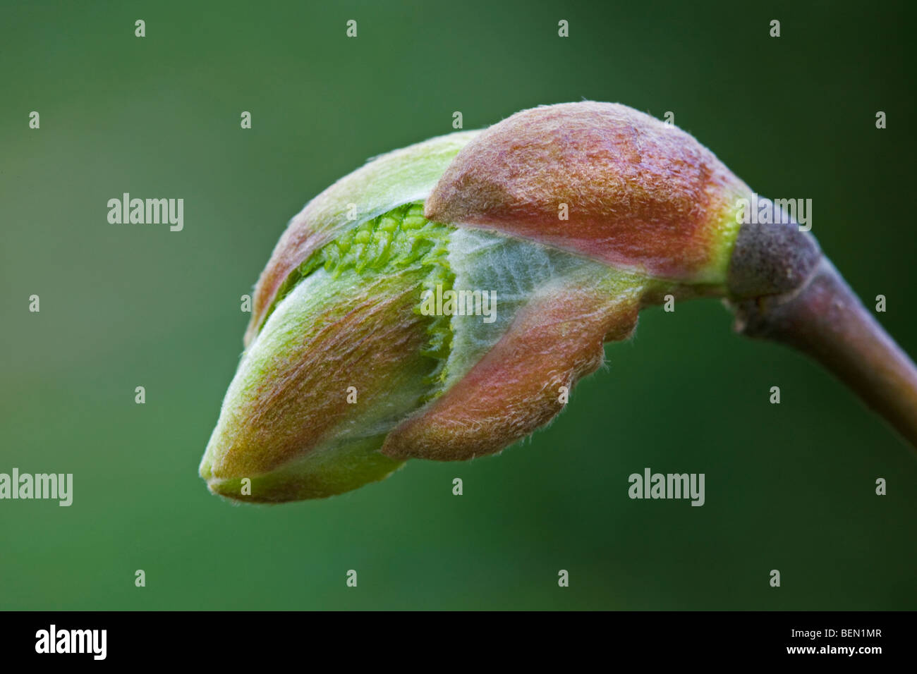 Common lime tree Tilia bud in spring, Belgium Stock Photo Alamy