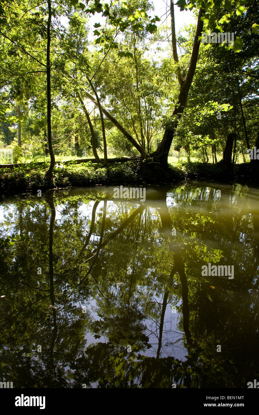 Tree and reflection in the Marais Poitevin, (the Marsh of Poitou) France September 2009 Stock Photo