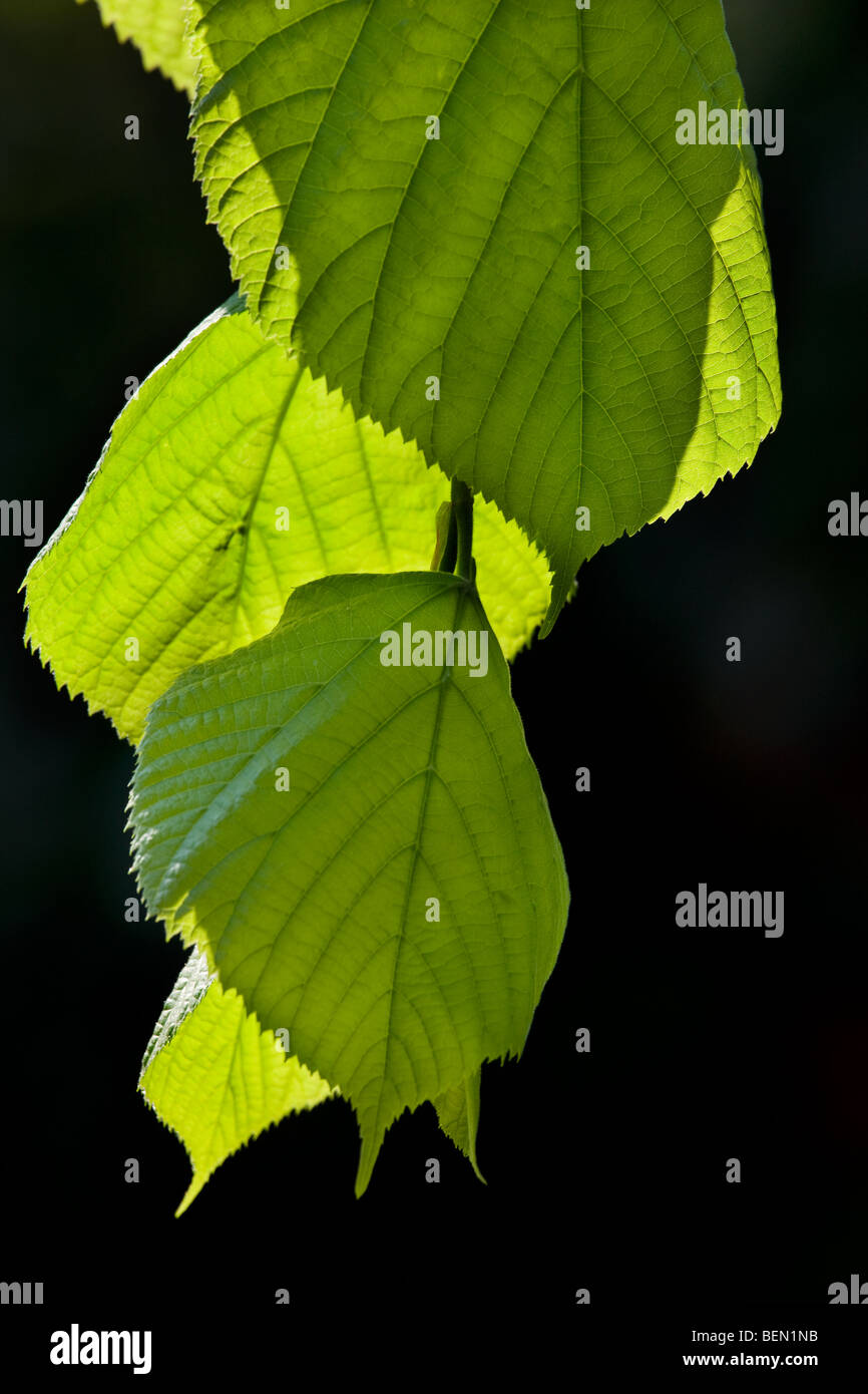 Common lime trees hires stock photography and images Alamy