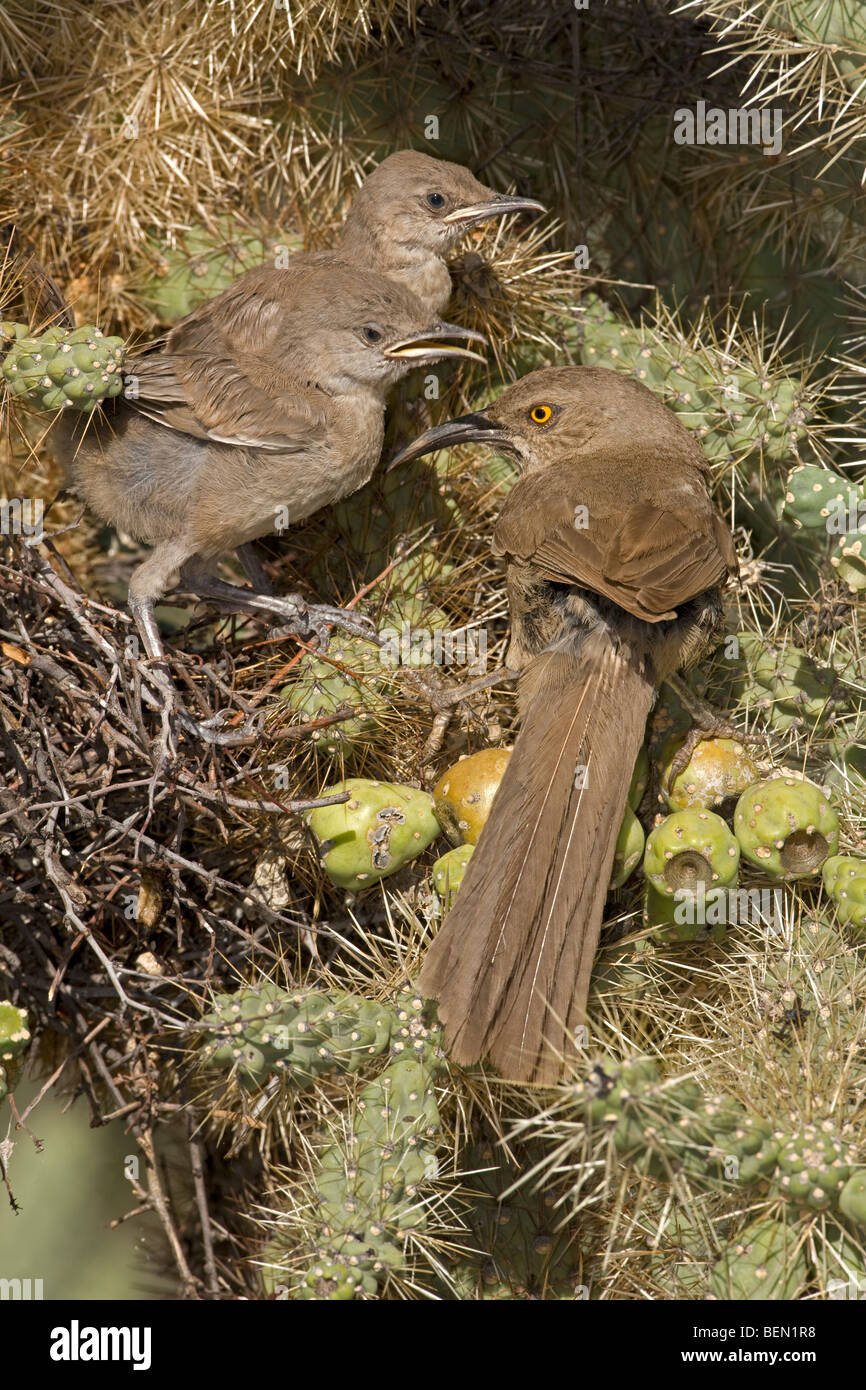 Southwest curve bill curve billed curved bill southwestern thrasher