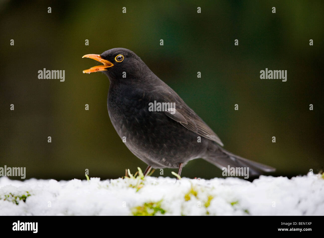 Blackbird (Turdus merula) male calling in the snow in winter Stock Photo