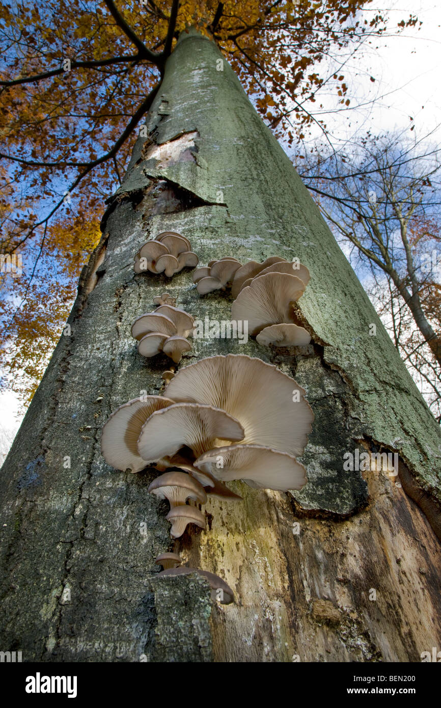 Oyster mushroom / Oyster bracket fungus (Pleurotus ostreatus) growing on tree trunk in forest Stock Photo