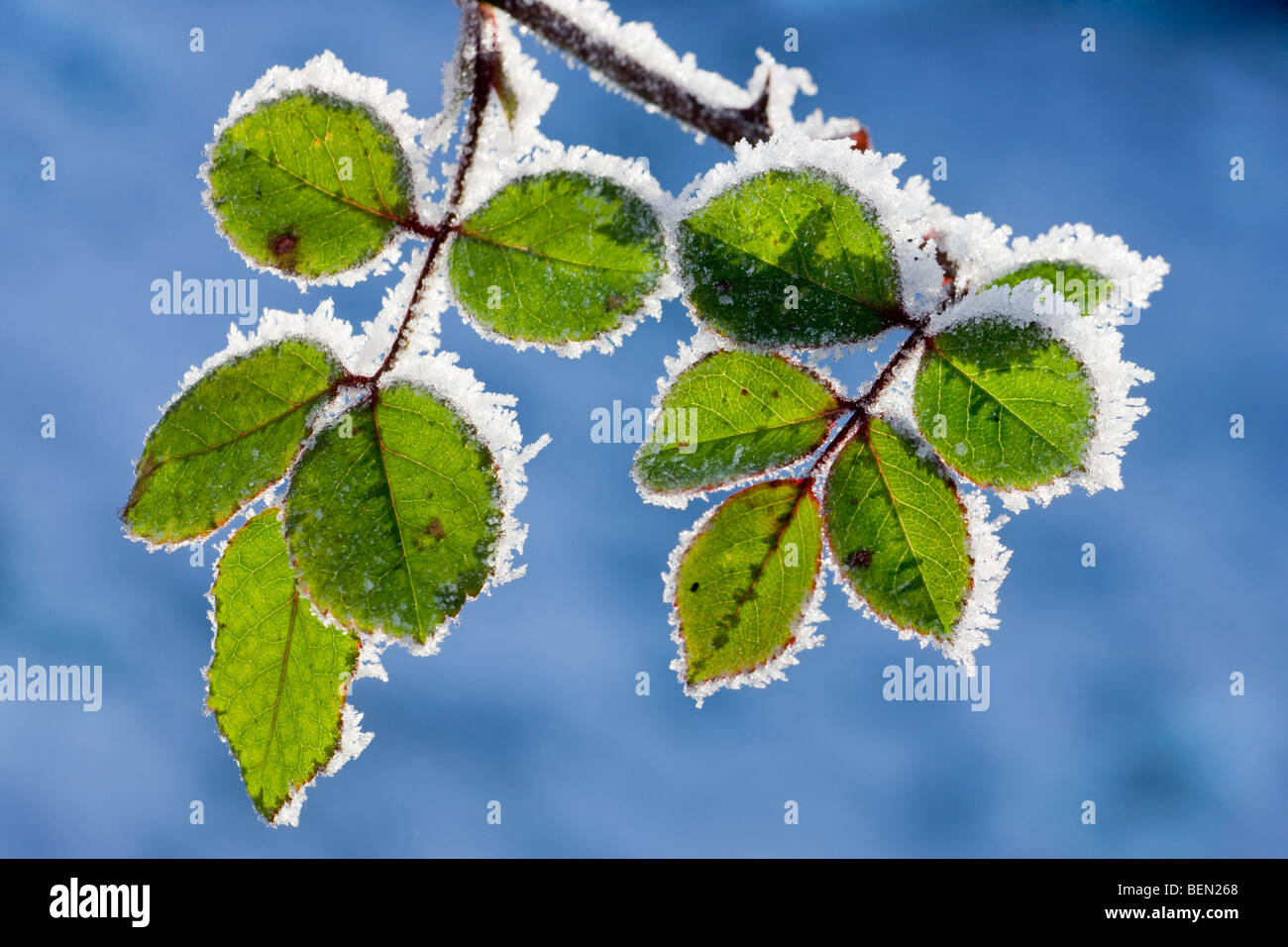 Leaves of rose bush (Rosa sp.) covered in hoarfrost in winter, Belgium Stock Photo