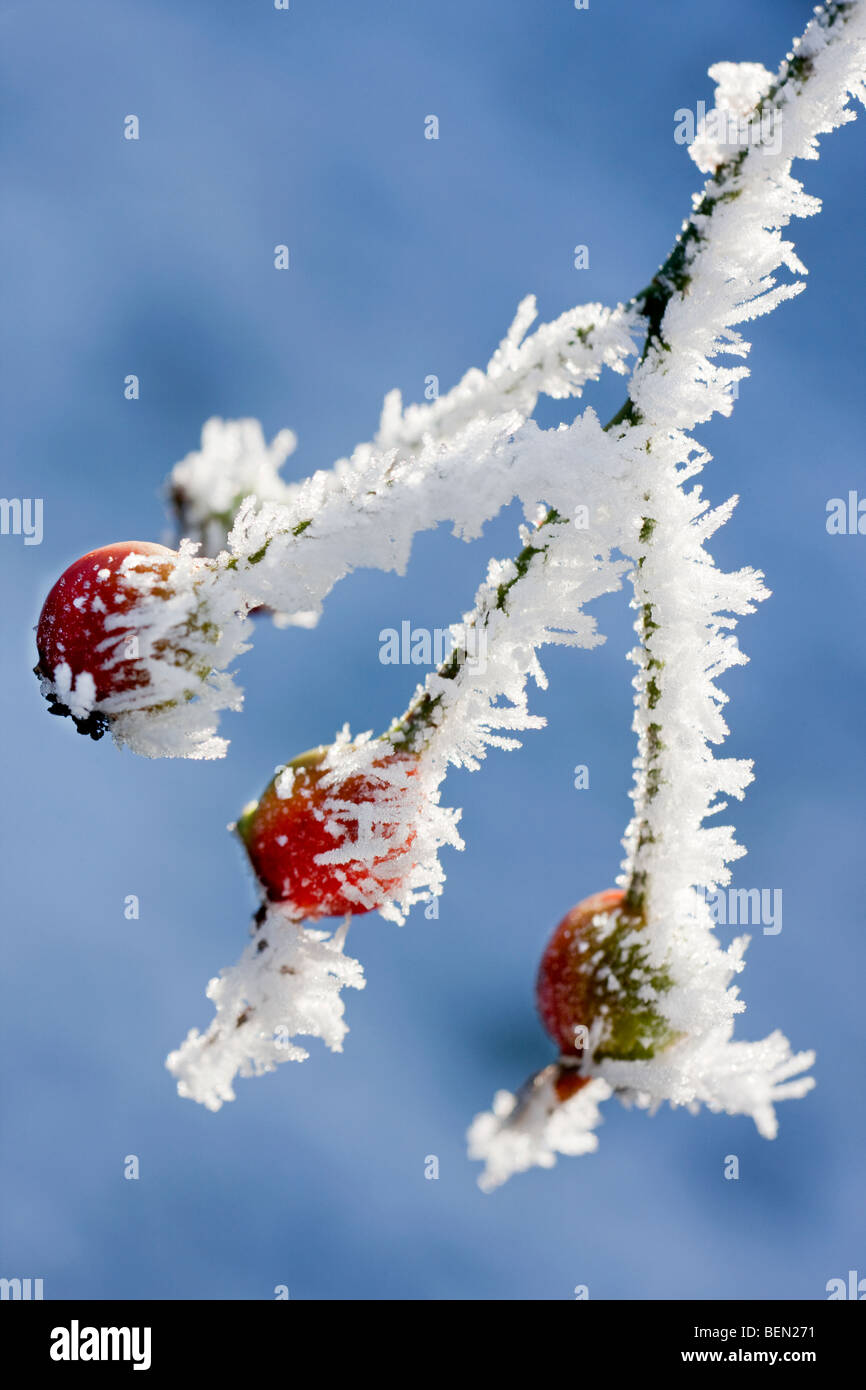 Rose hips (Rosa sp.) covered in hoarfrost in winter, Belgium Stock Photo