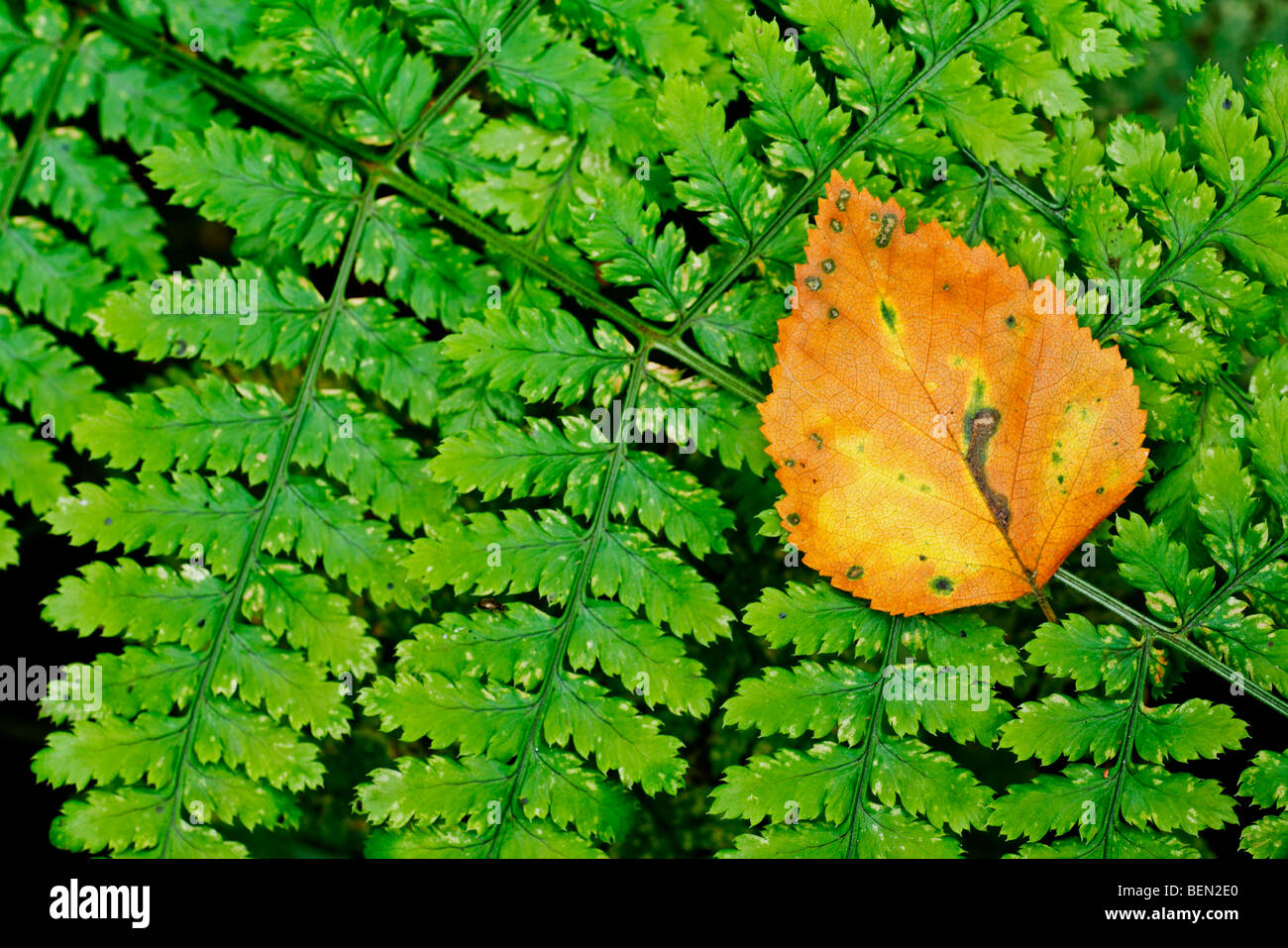 Autumn leaf on broad buckler fern (Dryopteris dilatata), Belgium Stock Photo