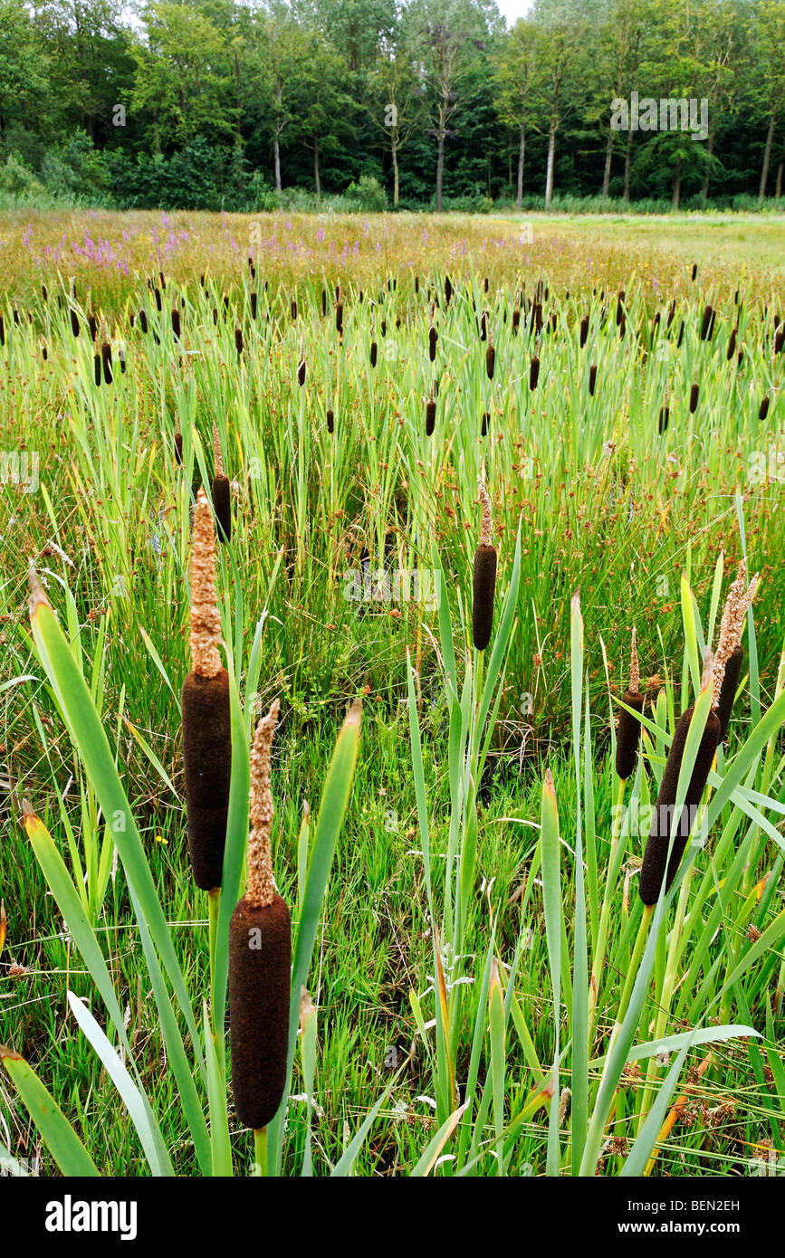 Greater bullrush / Reedmace seedhead / Broadleaf cattail (Typha latifolia) at the edge of lake Stock Photo