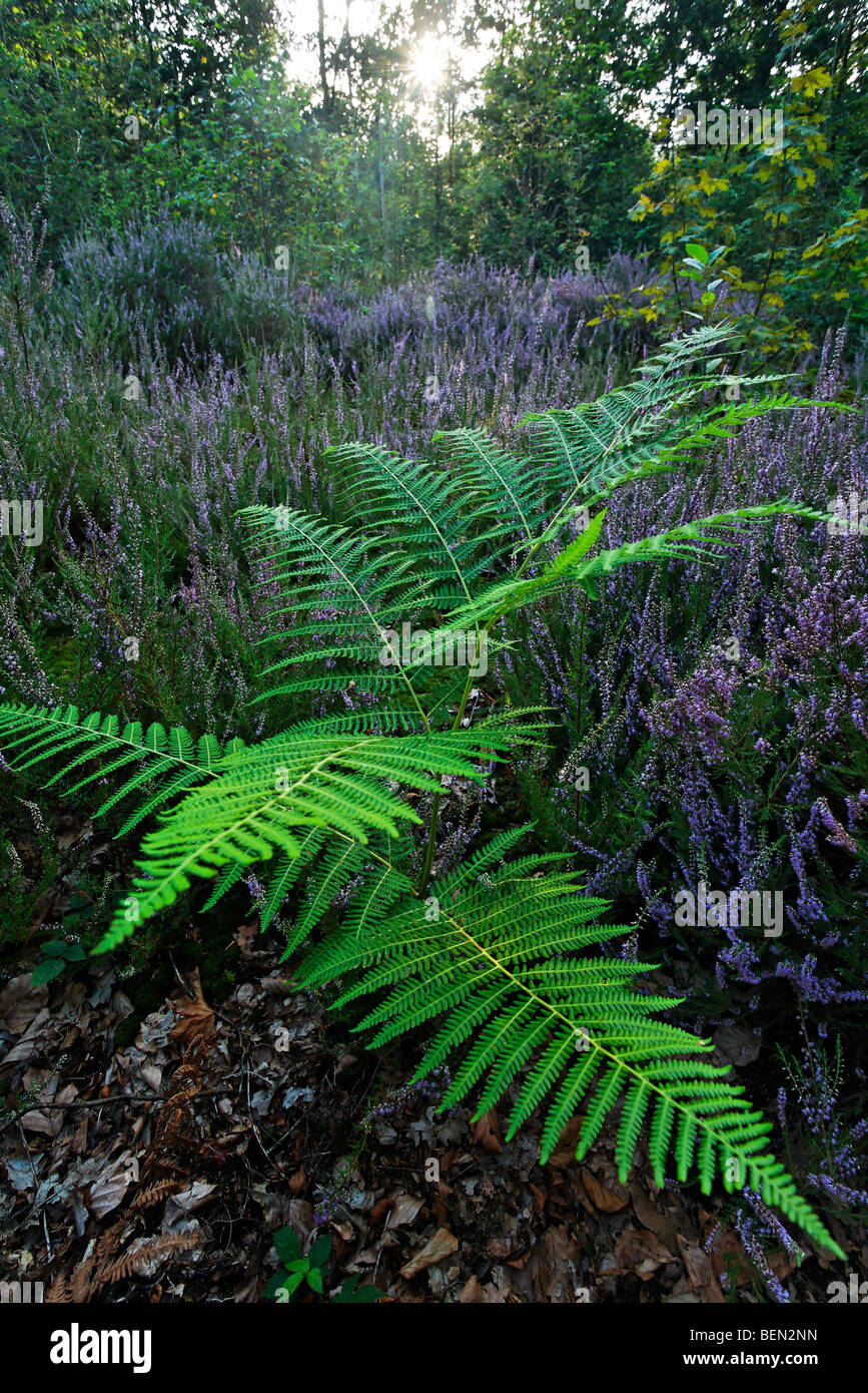 Male fern (Dryopteris filix mas) in heathland (Calluna vulgaris) Stock Photo