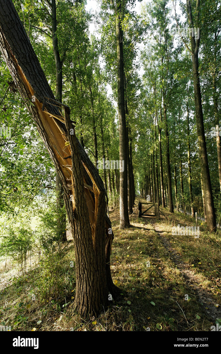 Snapped poplar on dyke, Belgium Stock Photo