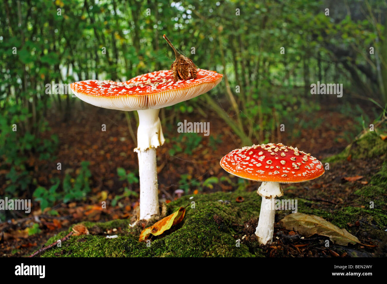 Two Fly agaric mushrooms (Amanita muscaria) in autumn forest Stock Photo