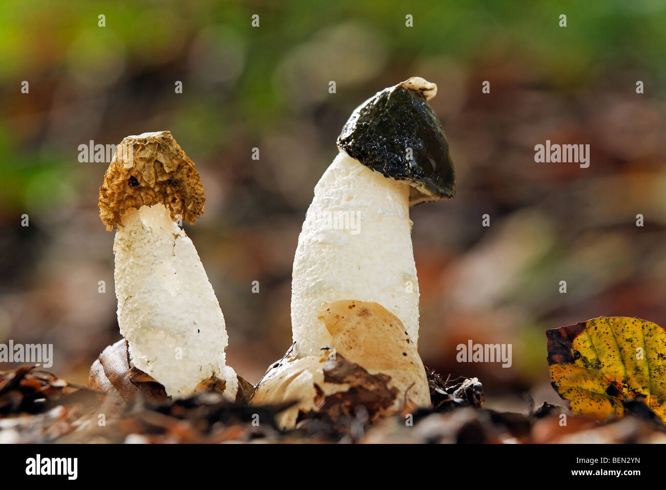 Common stinkhorn / dickes-nipes (Phallus impudicus) in broadleaf forest Stock Photo