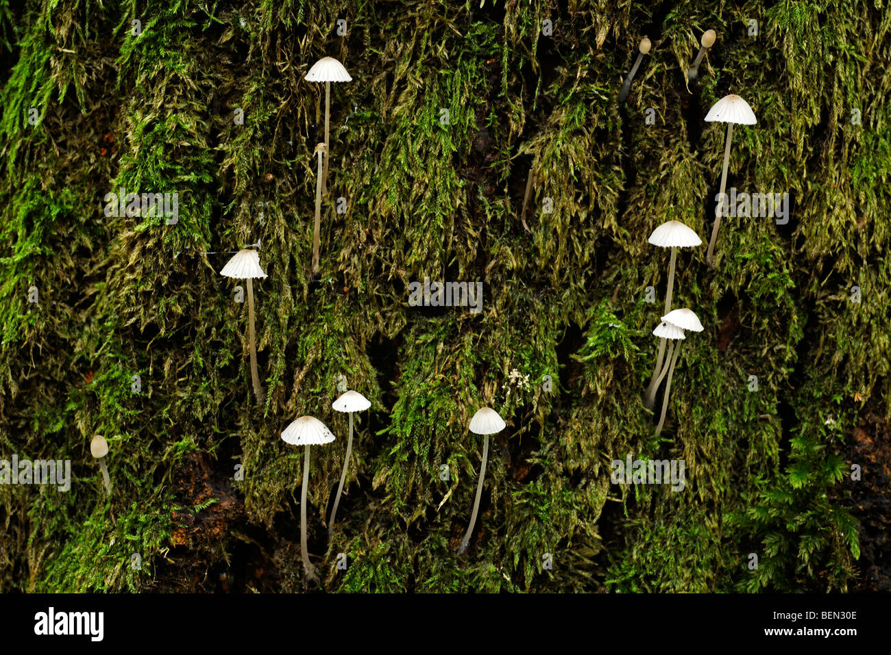 Mycena clavularis growing among moss Stock Photo