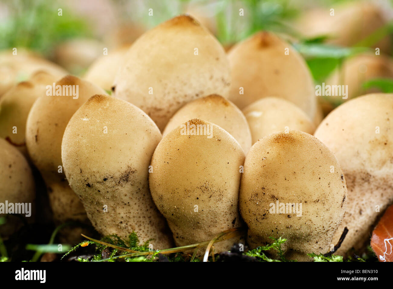 Pear-shaped puffball / stump puffballs (Lycoperdon pyriforme / Morganella pyriformis) Stock Photo