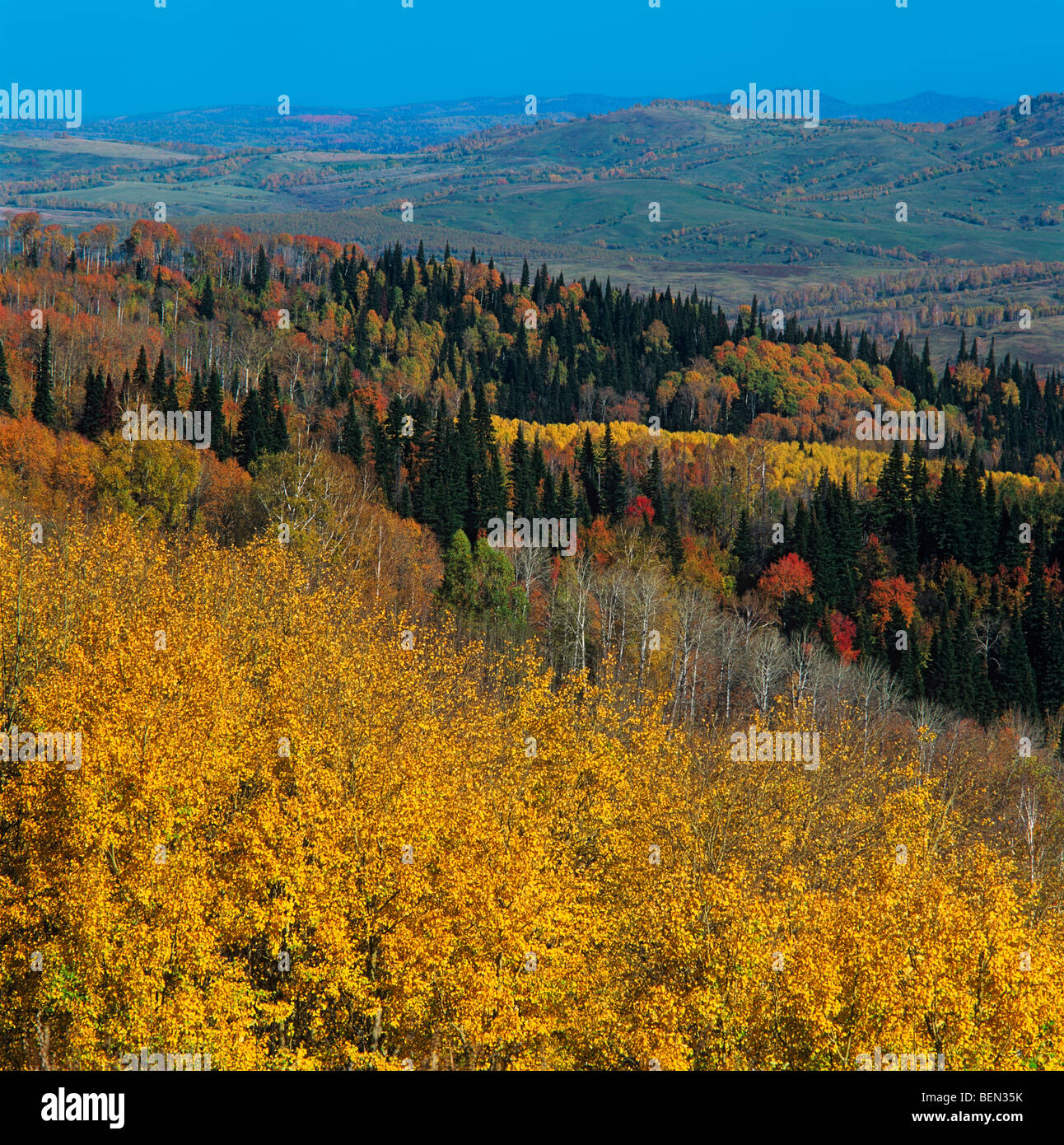 Autumn Taiga In The Altaian Foothills Siberia Russia Stock Photo Alamy