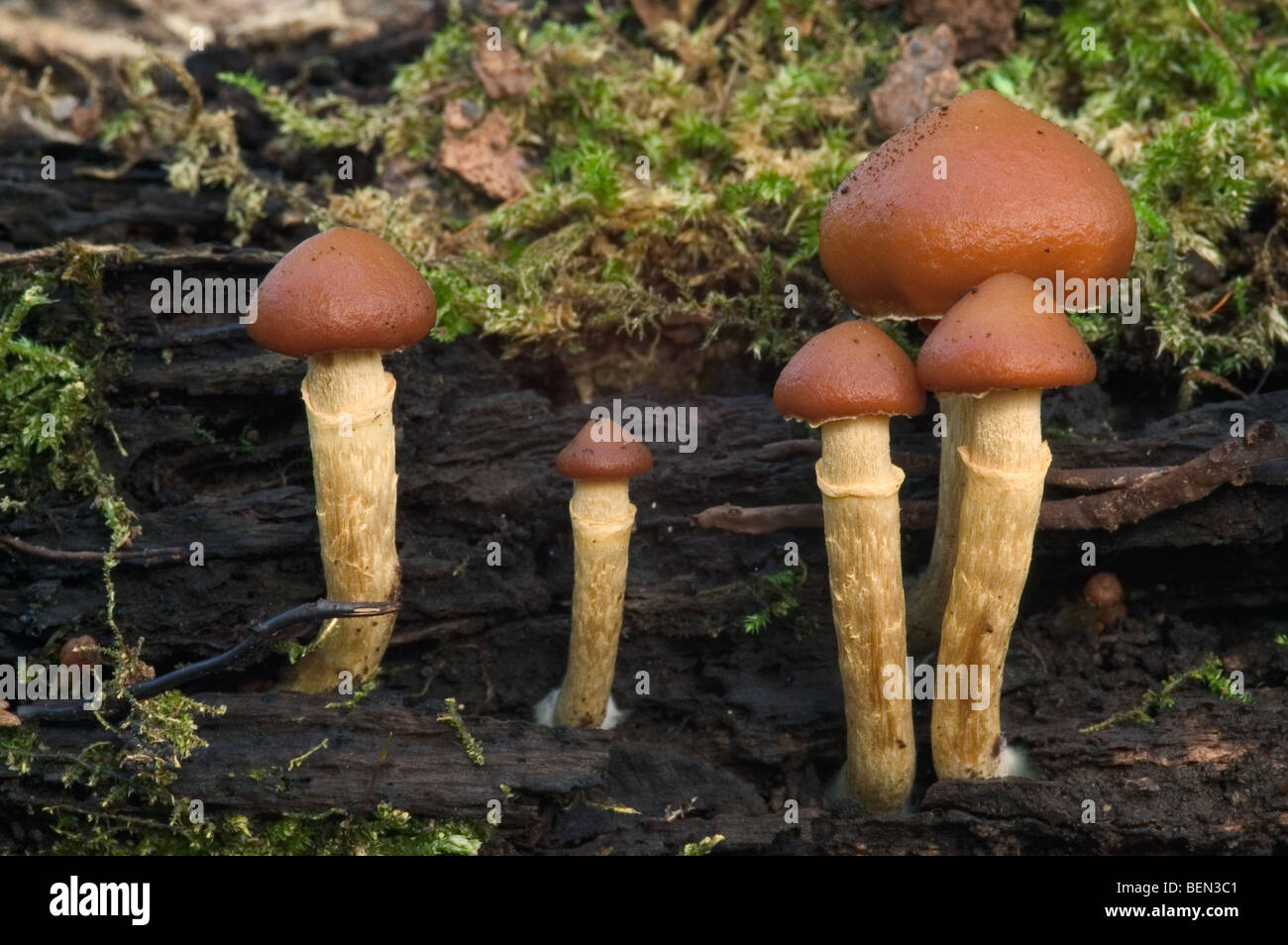Luxuriant ringstalk / lacerated stropharia / conifer roundhead fungus (Stropharia hornemannii) on decaying wood Stock Photo