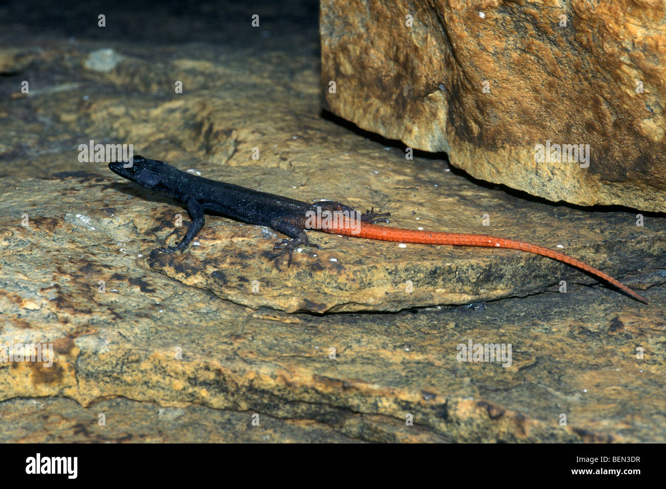 Lebombo flat lizard sunning on rock (Platysaurus lebomboensis), Kruger NP, South Africa Stock Photo