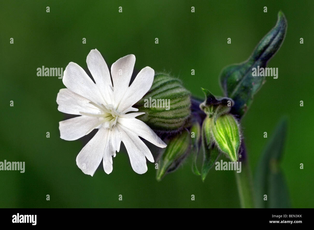 White campion (Silene latifolia / Melandrium album) in flower in spring Stock Photo