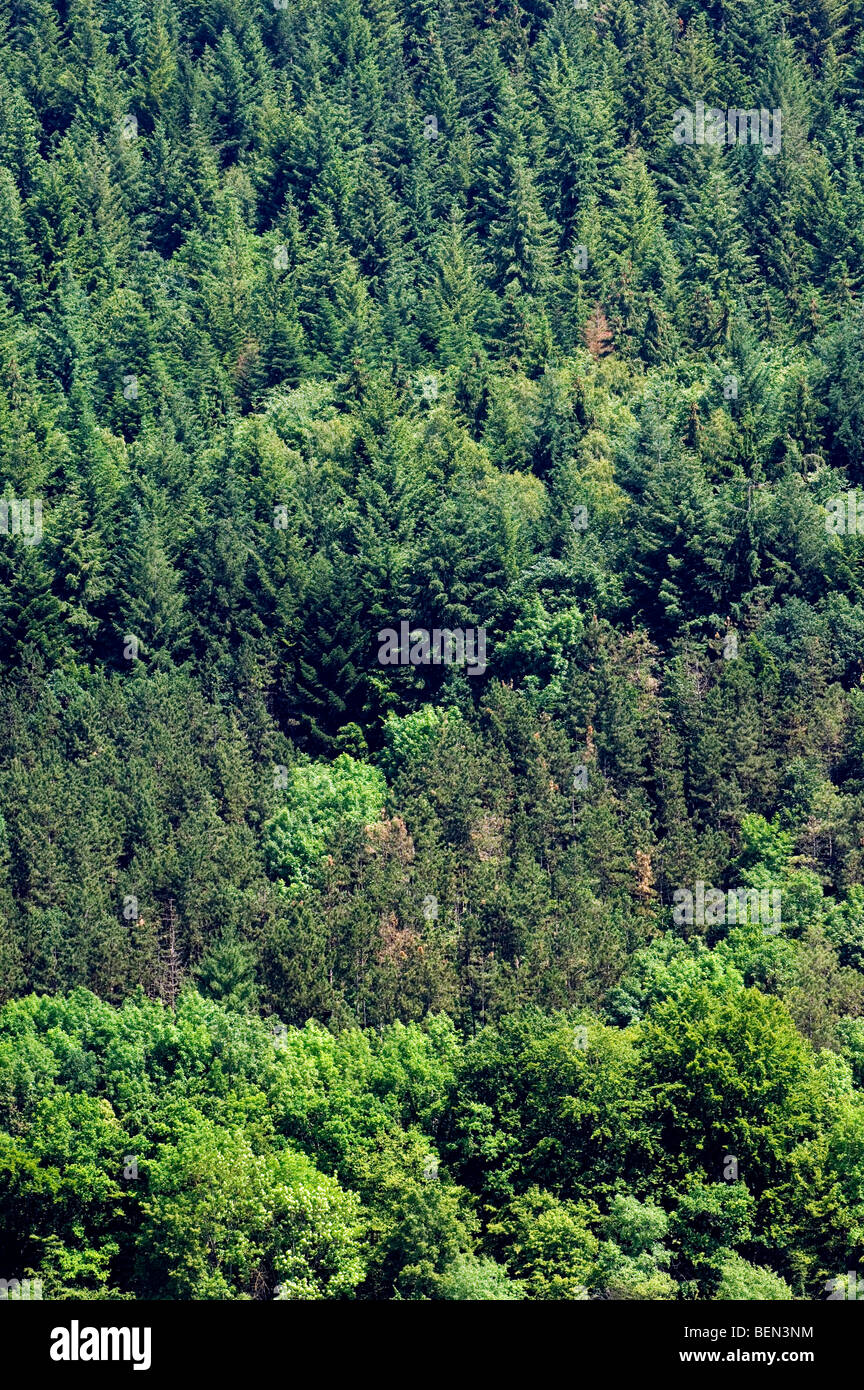 Mixed deciduous and coniferous forest in the Belgian Ardennes, Belgium Stock Photo