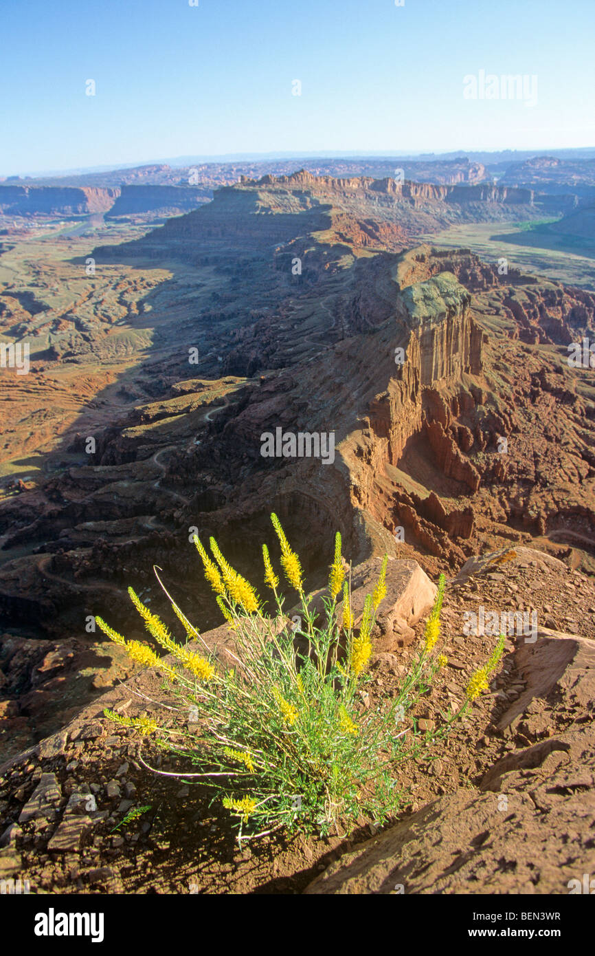 Prince's plume flowers on canyon rim at Anticline Overlook, on BLM lands near Moab, Utah, USA