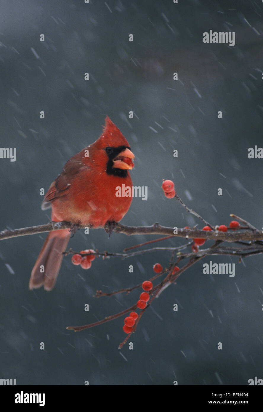 Rare treat Northern male Cardinal, Cardinalis cardinalis, eating red