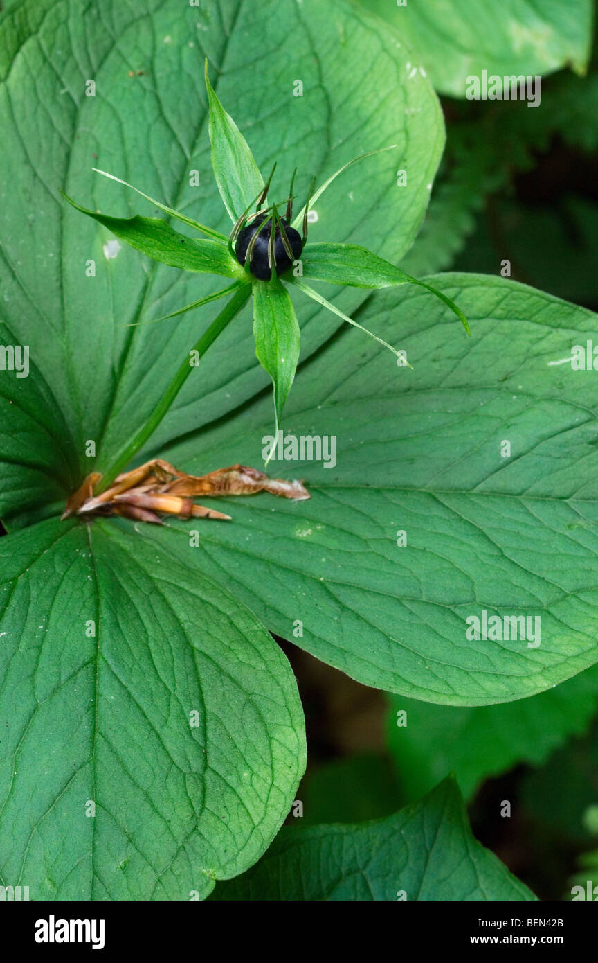 Herb Paris plant (Paris quadrifolia) with berry in forest, Belgium Stock Photo