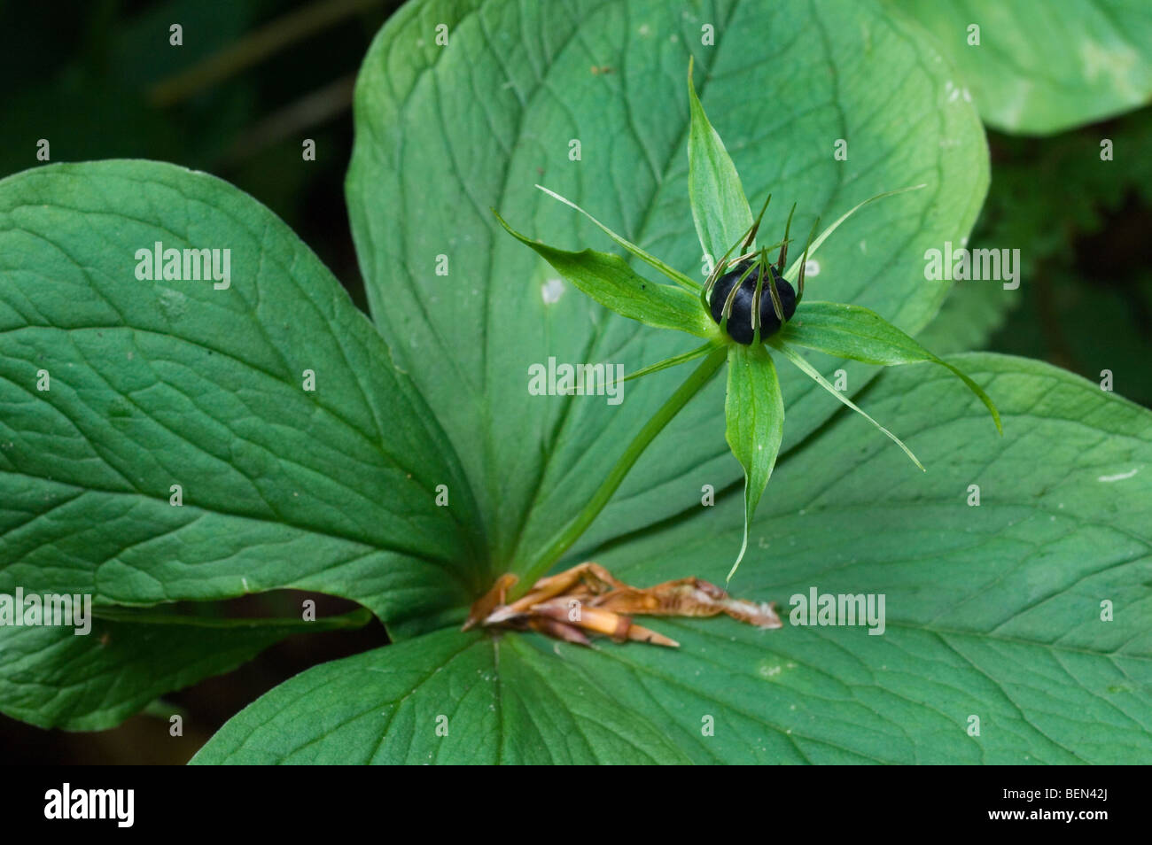 Herb Paris plant (Paris quadrifolia) with berry in forest, Belgium Stock Photo