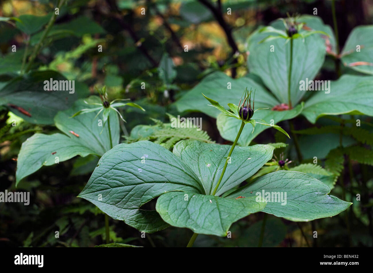 Herb Paris plant (Paris quadrifolia) with berry in forest, Belgium Stock Photo
