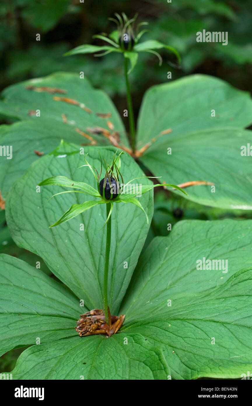 Herb Paris plant (Paris quadrifolia) with berry in forest, Belgium Stock Photo