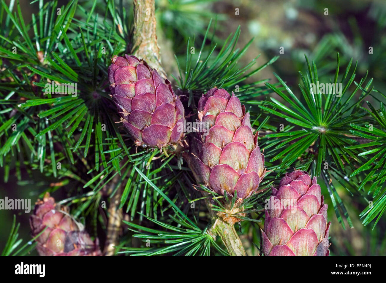 European Larch (Larix decidua) pinecones and needles, Belgium Stock Photo