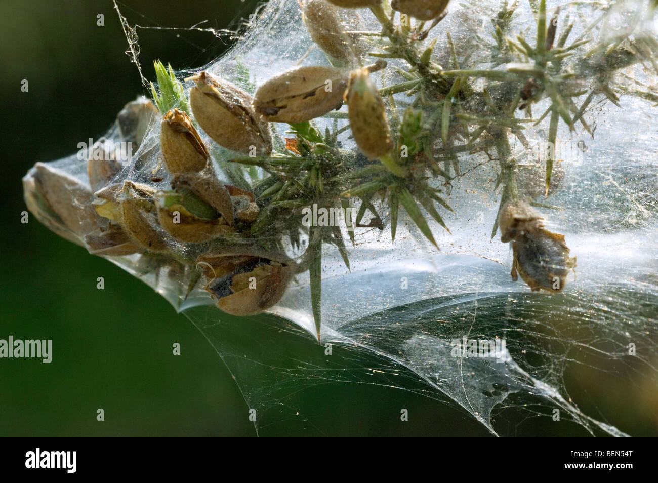 Common gorse (Ulex europaeus) covered in ermine moth's communal web (Yponomeutidae sp.), La Brenne, France Stock Photo