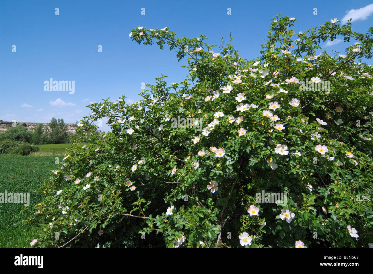 Short styled field rose (Rosa stylosa) in flower, Spain Stock Photo