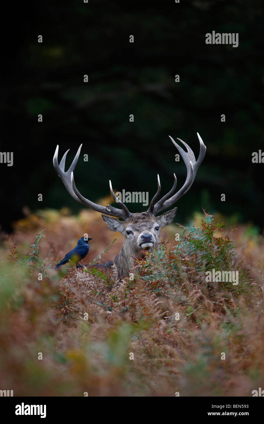 Red Deer Cervus elaphus stag in bracken jackdaw Stock Photo