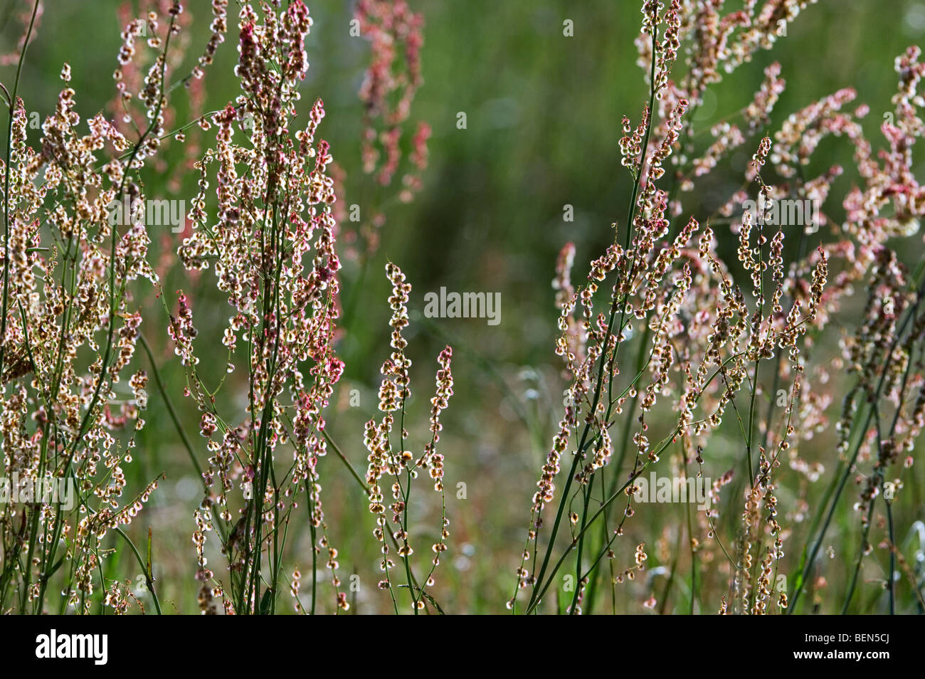 Common sorrel / sour dock / spinach dock / narrow-leaved dock (Rumex acetosa) in flower Stock Photo