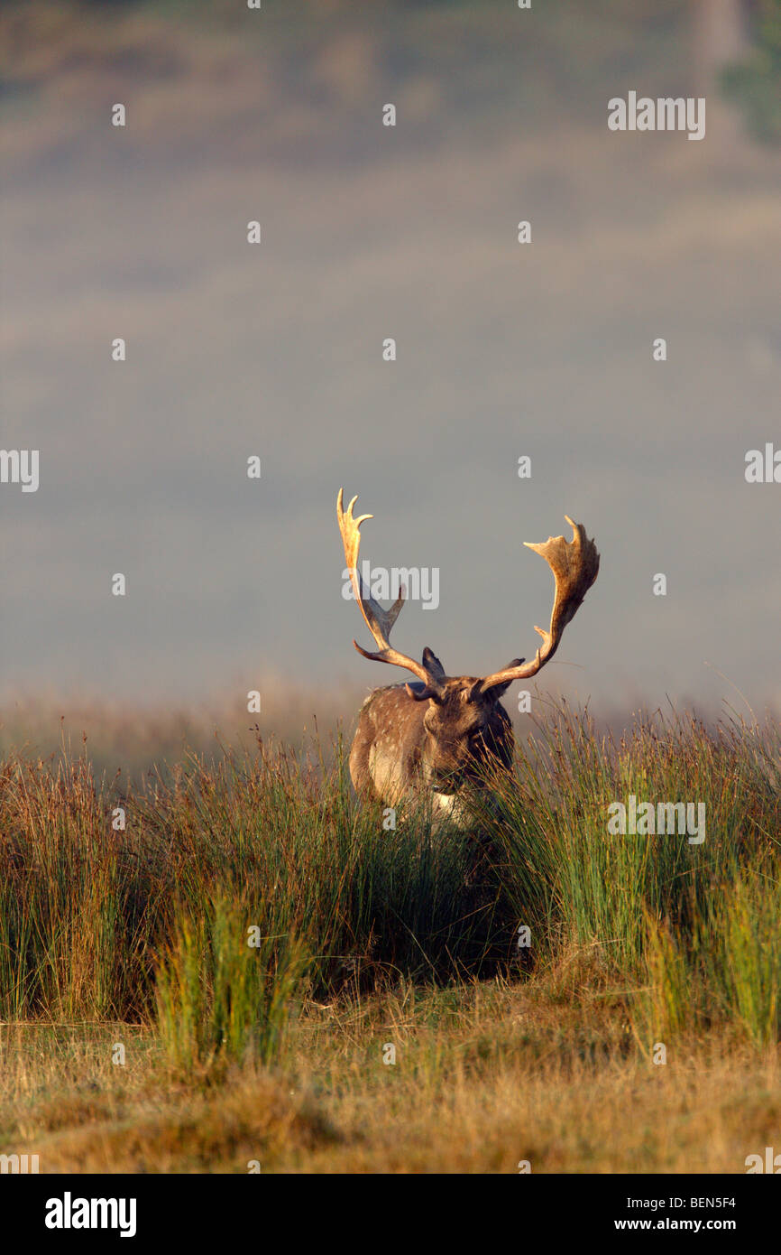 Fallow Deer Dama Dama Stock Photo