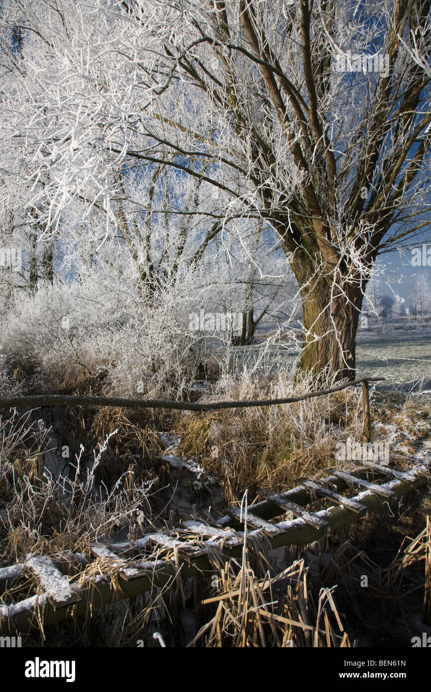 Wooden bridge and pollard willows (Salix sp.) covered in hoarfrost in winter, Belgium Stock Photo