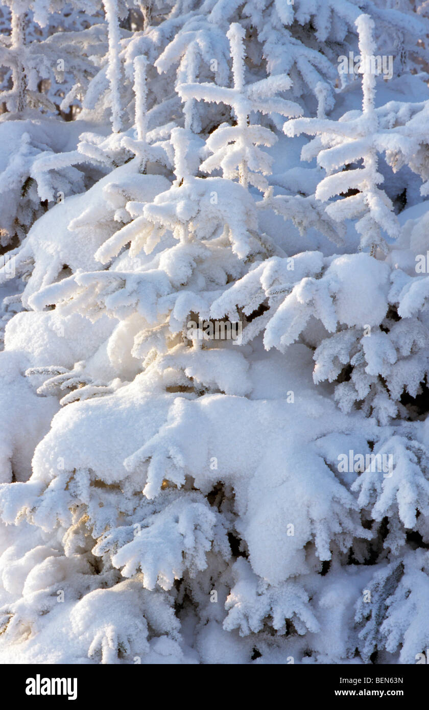 Snow covered pine trees in winter in the Hautes Fagnes, Belgium Stock Photo